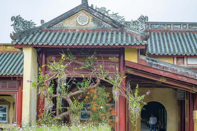 Triển lãm cây kiểng và phong lan ba miền tổ chức tại khu vực Trường lang Tử Cấm thành - Đại nội Huế. Ảnh: Đình Hoàng.