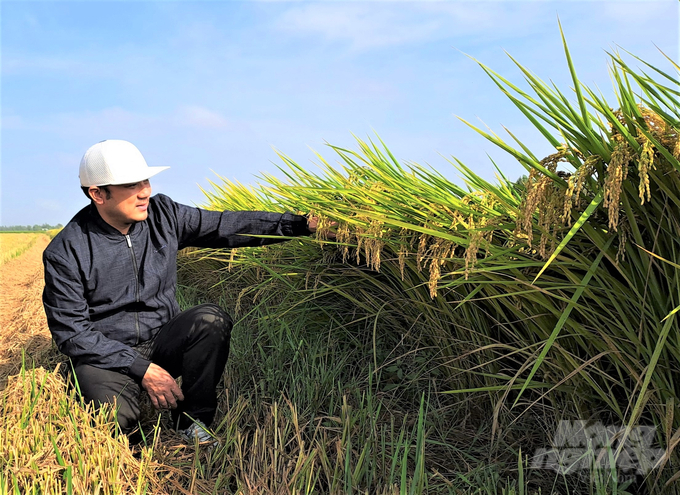 Huyện Kiên Lương với diện tích đất trồng lúa 2 vụ 23.000 ha, lượng rơm rạ phát sinh hằng năm khoảng 208.058 tấn, đang được thu gom, tận dụng để trồng nấm, làm phân hữu cơ, phủ luống trồng cây, làm thức ăn cho gia súc... góp phần bảo vệ tốt môi trường. Ảnh: Trung Chánh.