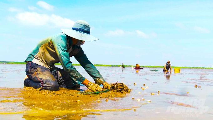 Theo nông dân nuôi vọp tại tỉnh Trà Vinh đây là mô hình khá nhàn, không tốn công chăm sóc, được thương lái đến tại chỗ thu mua. Ảnh: Hồ Thảo.