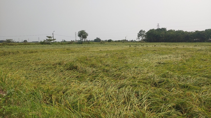 Những ngày qua, mưa kèm lốc xoáy đã khiến nhiều diện tích lúa xuân sắp tới kỳ thu hoạch ở Bắc Trung bộ bị ngã đổ. Ảnh: Nguyễn Hoàng.