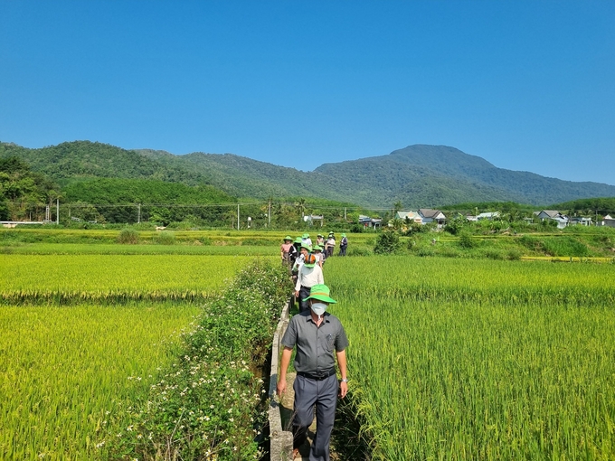 Nông dân tham quan cánh đồng lúa xã Sa Nhơn, huyện Sa Thầy (Kon Tum). Ảnh: Tuấn Anh.