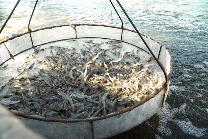 In 2023, the Soc Trang shrimp industry aims to maintain a shrimp export turnover of approximately USD 1 billion, equivalent to 2022. Photo: Kim Anh.