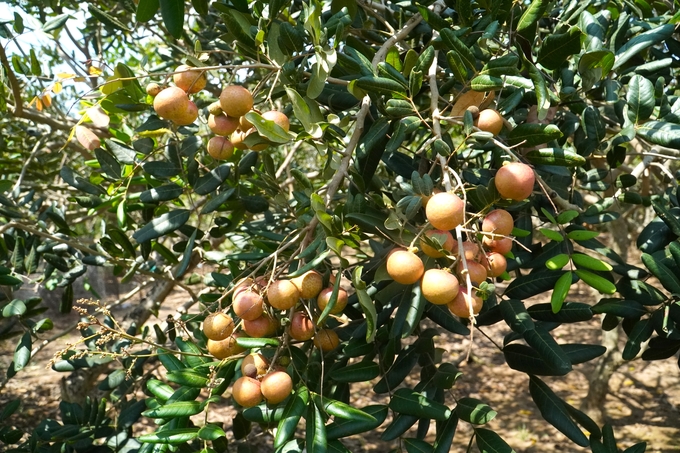 Vinh Chau 'Xuong' longan has large fruit, thick rice, little water, sweet and a little 'salty' of Vinh Chau coastal country. Photo: Kim Anh.