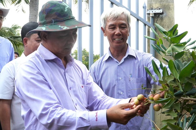 Mr.Tran Van Lau, Chairman of the People's Committee of Soc Trang province, suggested that Vinh Chau longan cooperative should plan more planting areas to expand the area and exploit the value from longan trees to develop tourism. Photo: Kim Anh.