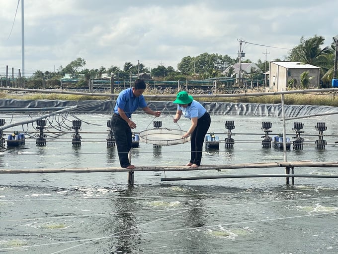 Soc Trang pays attention to shrimp production according to safety standards such as VietGAP, GlobalGAP, ASC, BAP, etc., to improve the quality of products. Photo: Kim Anh.