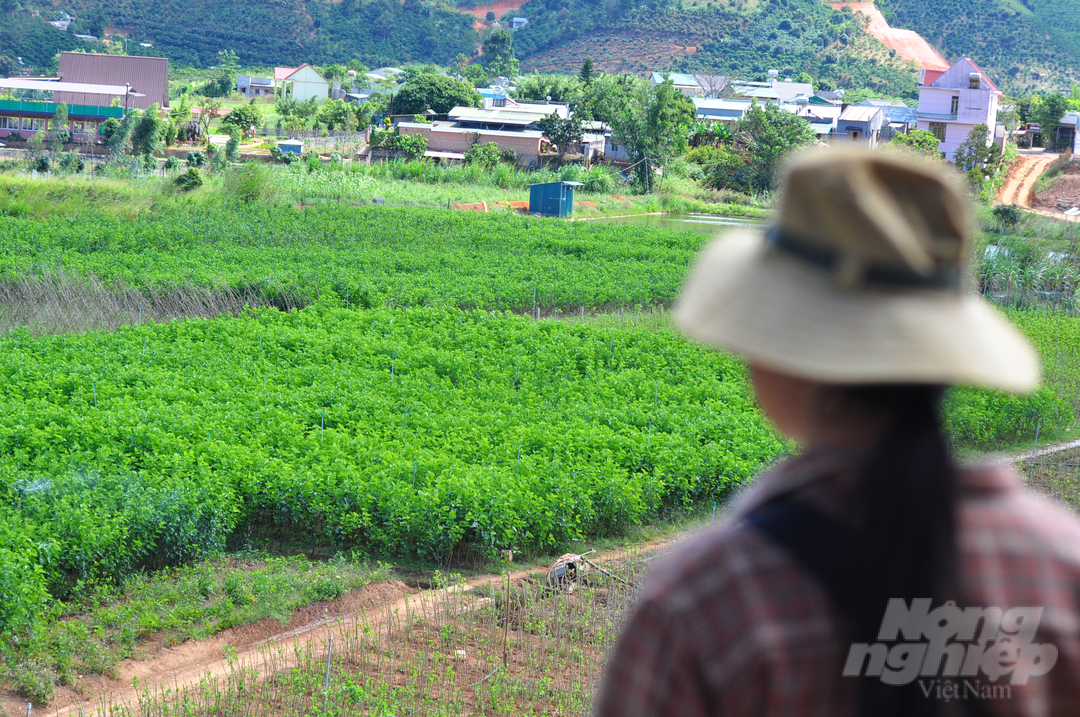 Tỉnh Lâm Đồng hiện có 10 nghìn ha dâu với khoảng 15 nghìn hộ dân tham gia sản xuất. Ảnh: Minh Hậu.