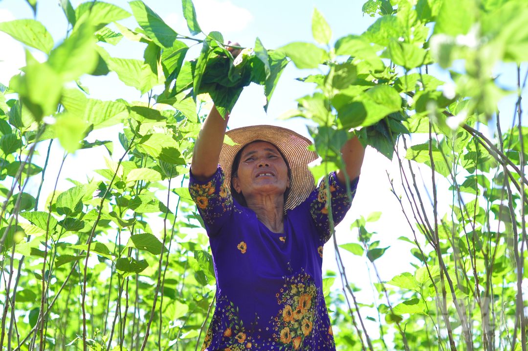 Hiện nay, nhiều diện tich cây trồng kém hiệu quả được người dân tỉnh Lâm Đồng cải tạo, chuyển qua trồng dâu nuôi tằm. Ảnh: Minh Quý.