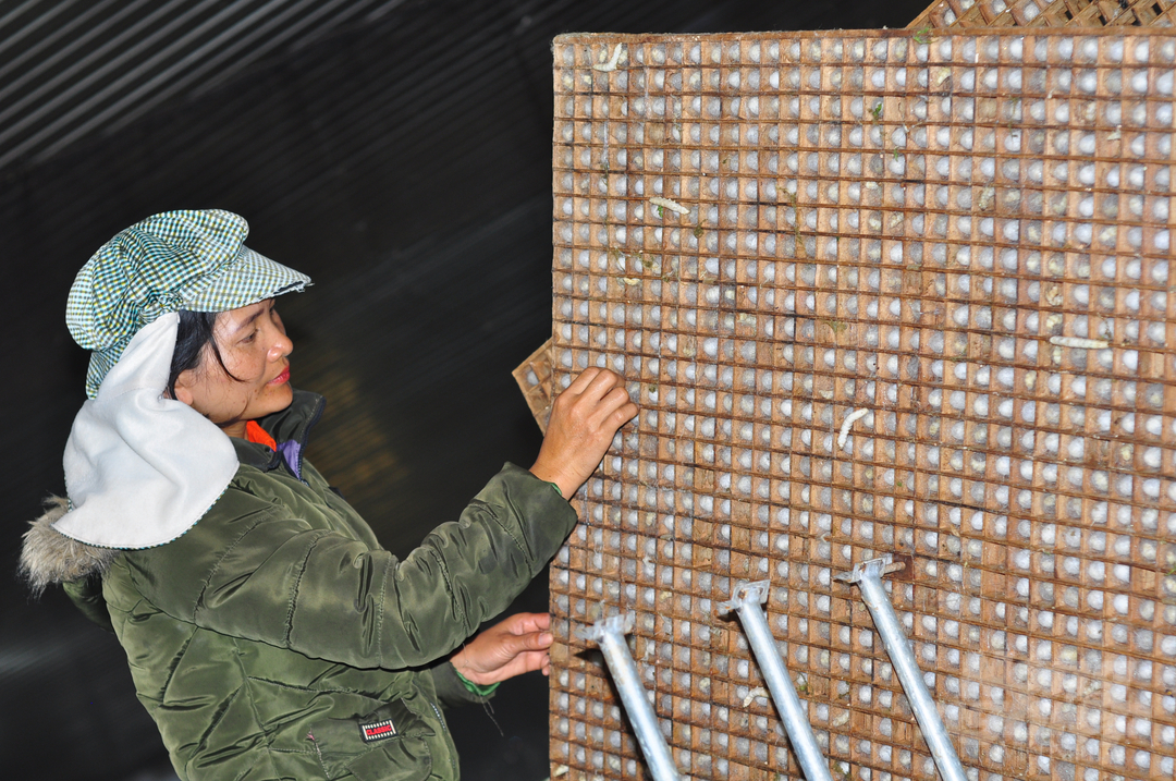 Những năm gần đây, Lâm Đồng đã có những thay đổi lớn trong tổ chức sản xuất, các tiến bộ khoa học kỹ thuật đã được áp dụng vào trồng dâu, nuôi tằm giúp nâng cao năng suất, chất lượng. Ảnh: Minh Quý.