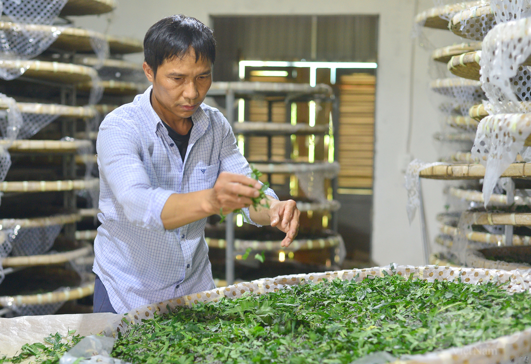 Theo TS Lê Quang Tú, tỉnh Lâm Đồng nói riêng, Việt Nam nói chung cần có giải pháp trong việc thiết lập cơ sở sản xuất trứng giống tằm cấp 2 để chủ động nguồn giống. Ảnh: Minh Quý.
