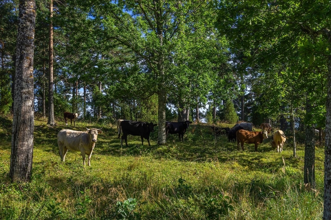 Silvopasture has the potential to reduce greenhouse gas emissions on farms by 82 percent. Photo: Shutterstock/UllrichG