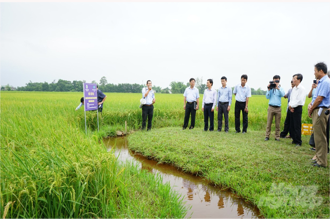 17 hộ dân trồng lúa hữu cơ được hỗ trợ 50% chi phí vật tư đầu vào. Ảnh: Võ Dũng.
