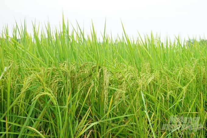 Quảng Trị phấn đấu đến năm 2025 sẽ có 1 nghìn ha lúa hữu cơ. Ảnh: Võ Dũng.