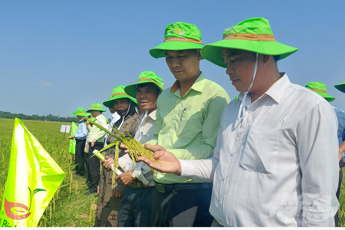 Nông dân và lãnh đạo ngành nông nghiệp huyện Gio Linh đánh giá rất cao tiềm năng năng suất và chất lượng của giống lúa TBR225. Ảnh: Võ Dũng.
