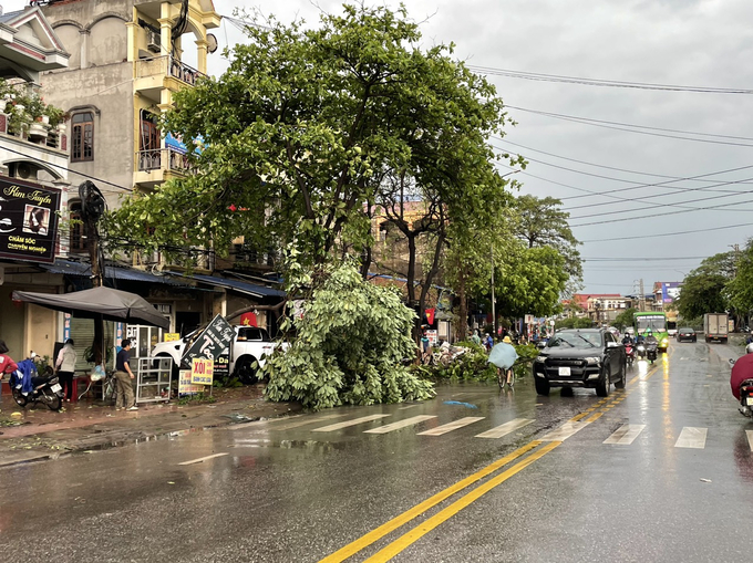 Hàng loạt cây lớn bị gẫy đổ, bật gốc tại phường Tân Long, TP Thái Nguyên 