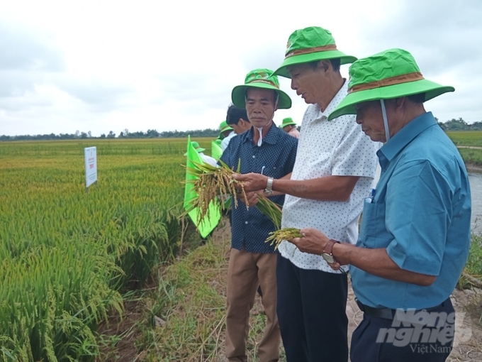 Nông dân Thừa Thiên - Huế thích thú trải nghiệm giống lúa thuần TBR97. Ảnh: Công Điền.