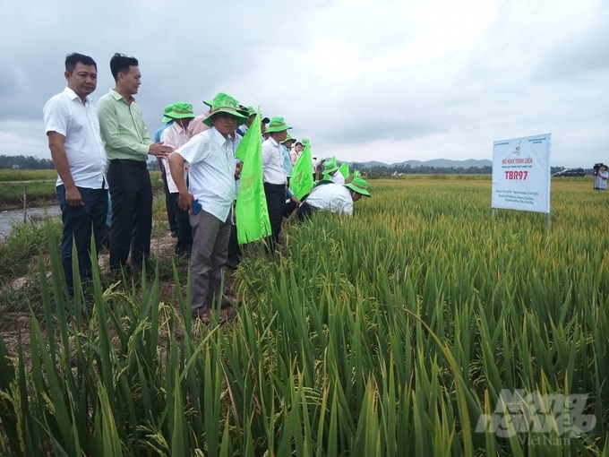 Mặc dù mới đưa vào sản xuất thử từ vụ thứ 2 nhưng giống TBR97 nhận được nhiều quan tâm của nông dân địa phương. Ảnh: Công Điền.