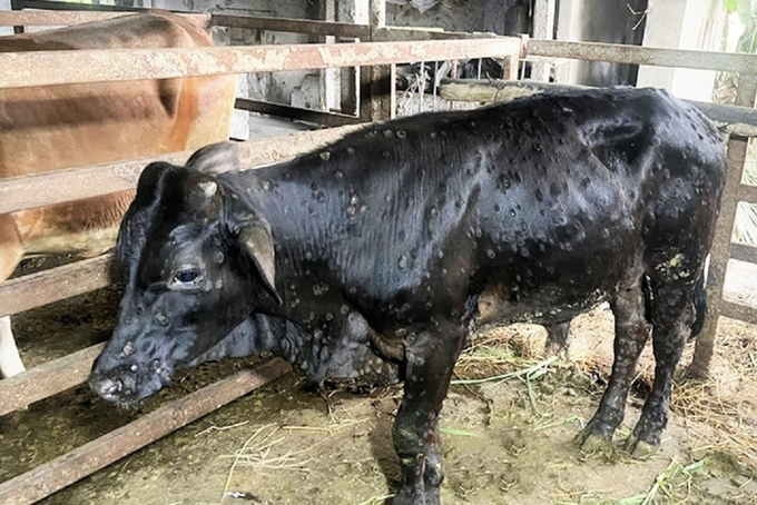 Bệnh viêm da nổi cục trên trâu, bò đang có nguy cơ lây lan diện rộng tại Hà Tĩnh. Ảnh: Thanh Nga.