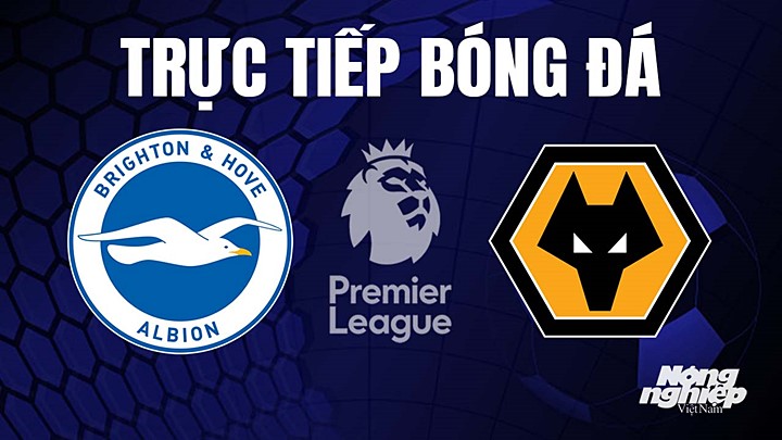 Trực tiếp bóng đá Ngoại hạng Anh giữa Brighton vs Wolves hôm nay 29/4/2023