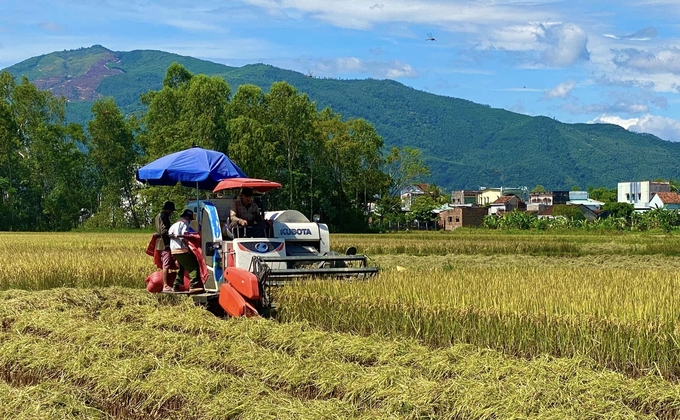 Nông dân Bình Định thu hoạch lúa đông xuân 2022-2023. Ảnh: V.Đ.T.