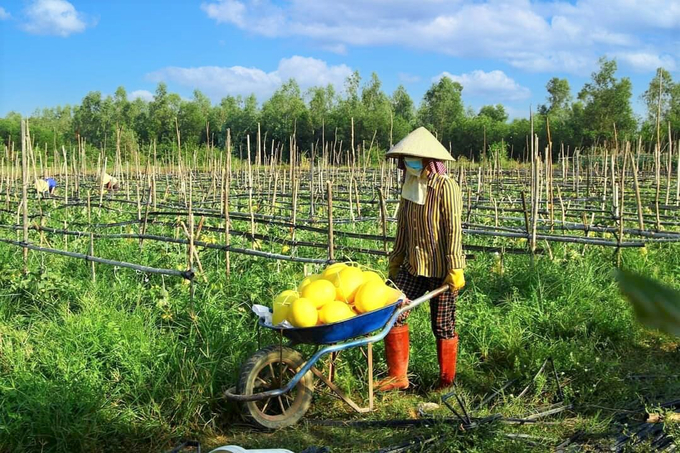 Vụ đông xuân 2022-2023 ở Bình Định giá bán các sản phẩm nông sản tăng cao hơn các năm trước nên nông dân vô cùng phấn khởi. Ảnh: V.Đ.T.