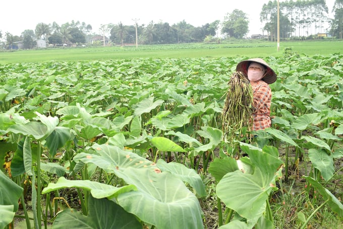 Người dân xã đảo Đồng Rui thu hoạch bồng khoai. Ảnh: Nguyễn Thành.