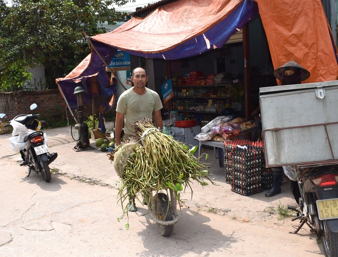 Bồng khoai trở thành nông sản mang lại thu nhập khá cho bà con nông dân Đồng Rui. Ảnh: Nguyễn Thành.
