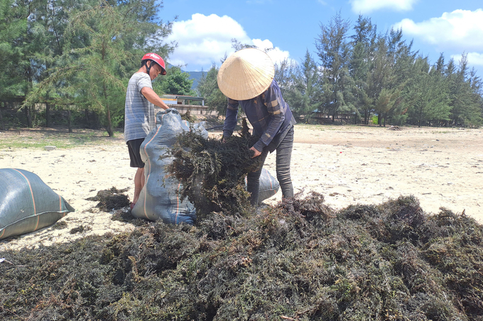 Rong được phơi trên bãi biển sau 2 ngày là thu gom và thương lái đến mua. Ảnh: T.Phùng.