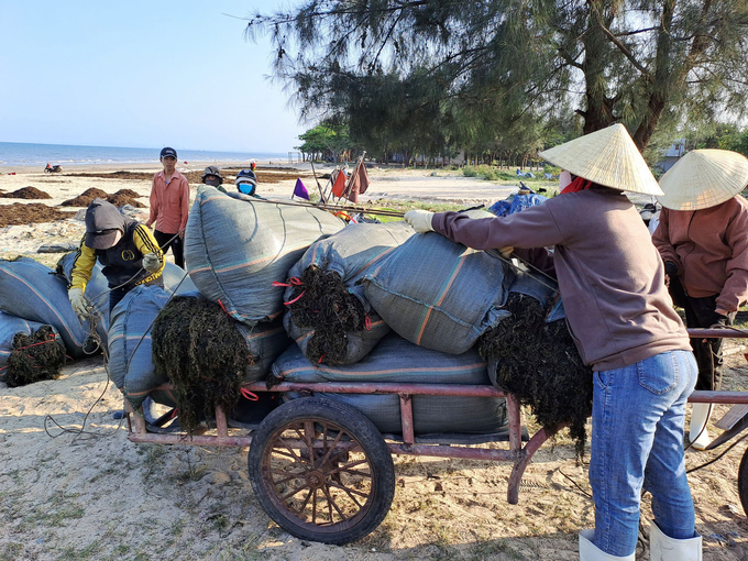 Vụ rong biển năm nay được mùa, được giá nên ngư dân có thu nhập tiền triệu mỗi ngày. Ảnh: T.Phùng.