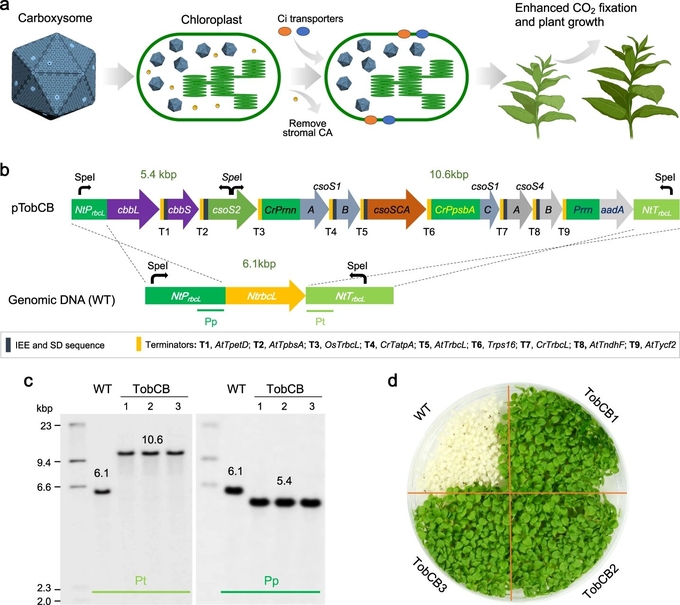 Synthetic engineering of α-carboxysomes into tobacco chloroplasts. a Schematic representation of the strategies of introducing carboxysomes and bicarbonate transporters into plant chloroplasts and eliminating chloroplastic CA to install a complete CCM for enhanced photosynthetic carbon fixation and plant yields. b Gene organization of α-carboxysome-expressing construct for tobacco chloroplast expression and the rbcL locus in the wild-type (WT) tobacco chloroplast genome. The α-carboxysome-expressing construct contains nine genes coding Rubisco (cbbL and cbbS), the linker protein CsoS2 (csoS2), carbonic anhydrase (csoSCA), shell hexamers (CsoS1A/B/C) and pentameric proteins (csoS4A/B). The genes were grouped into three operons driven by NtPrbcL (native promoter of rbcL in Nicotiana tabacum), CrPrrn (promoter of ribosomal RNA in Chlamydomonas reinhardtii), and CrPpsbA (promoter of psbA in C. reinhardtii), respectively. The Streptomycin/Spectinomycin adenylyltransferase gene (aadA) was driven by the tobacco plastid rRNA operon promoter (Prrn)73. Intercistronic Expression Elements (IEE), SD (Shine-Dalgarno) sequence, and Terminators (T) were listed. At, Os, and Cr indicate Arabidopsis thaliana, Oryza sativa, and C. reinhardtii, respectively. c, d Southern blot analysis (c) and seed germination (d) verified the successful transgene integration and homoplasmy of the three transplastomic plants obtained. The genomic DNA was digested by SpeI and hybridized with Digoxygenin-labeled probes of the promoter (Pp) and terminator (Pt) of rbcL in N. tabacum as indicated in (b). Seed germination was performed on Murashige and Skoog (MS) medium containing 500 mg L–1 spectinomycin. Source data are provided as a Source Data file. Credit: Nature Communications (2023). DOI: 10.1038/s41467-023-37490-0