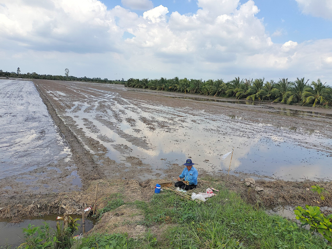 Ngành NN-PTNT Tiền Giang khuyến cáo nông dân các địa phương phía đông của tỉnh xuống giống lúa hè thu sau ngày 15/5. Ảnh: Minh Đảm.