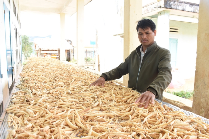 Người dân xã Tê Xăng phơi sấy sâm dây trước khi đóng gói xuất bán. Ảnh: Đăng Lâm.