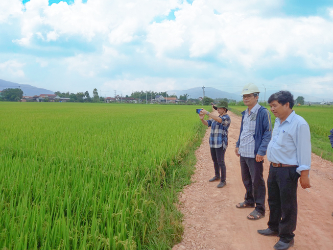 Lãnh đạo Sở NN-PTNT Bình Định thăm cánh đồng sản xuất lúa giống của HTX Nông nghiệp 2 Nhơn Thọ (thị xã An Nhơn, Bình Định). Ảnh: V.Đ.T.