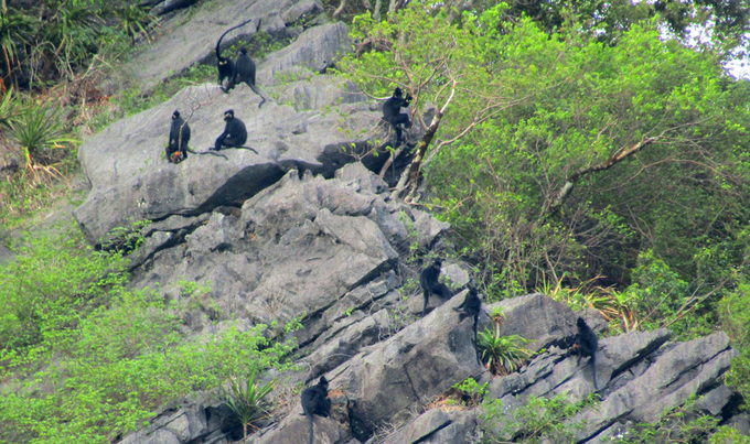 Ha Tinh langurs in Phong Nha heritate forest. Photo: PN-KB.