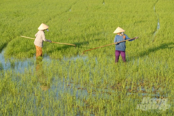 It is still too early to predict with certainty, but the agricultural sector and farmers should start to closely observe the situation so that they can respond promptly to the drought and salinity in 2024. Photo: Ho Thao.