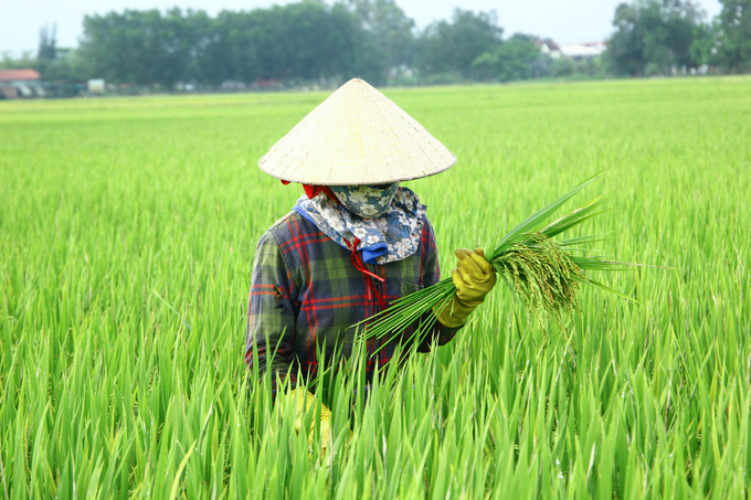 Tham gia dự án liên kết sản xuất lúa giống, ngoài tăng thêm thu nhập, nông dân Bình Định còn được tiếp cận với các tiến bộ kỹ thuật trong canh tác lúa. Ảnh: V.Đ.T.