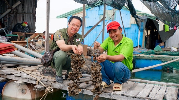 With 13,500 cages used for raising oysters and other aquatic products, Nhu Y Long Son Cooperative yields 15,000 - 20,000 tons per year. Photo: Le Binh.