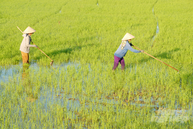 Vụ hè thu 2023, toàn tỉnh An Giang có kế hoạch xuống giống lúa 228.900ha, ước năng suất bình quân 6 tấn/ha, sản lượng khoảng hơn 1,37 triệu tấn. Ảnh: Lê Hoàng Vũ.