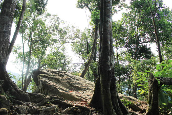 Green conifer trees in Phong Nha - Ke Bang forest. Photo: N. Tam.