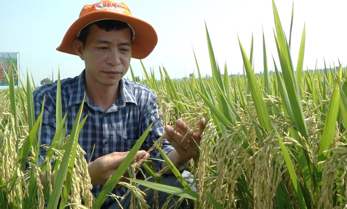 Ông Lê Ngọc Ánh, Giám đốc Công ty Cổ phần Giống nông nghiệp Quốc tế, đồng thời là tác giả giống lúa Hưng Long 555 kiểm tra đồng ruộng tại xã Ea K'ly. Ảnh: Quang Yên.