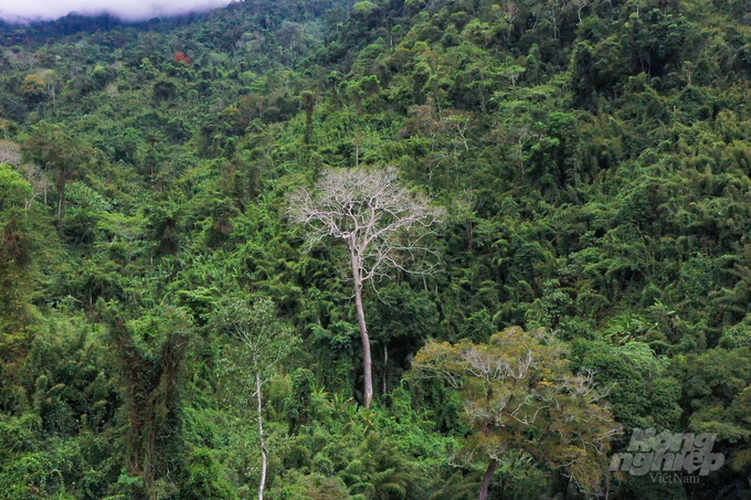 Old trees with bare branches before the new leaf season can be spotted on the way to the core area of Pu Mat forest. Photo: Tung Dinh.