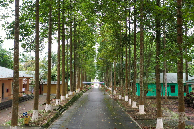 Rows of straight, towering Gurjan balsam trees creating a path that leads to the Management Board Building of Pu Mat National Park. Photo: Tung Dinh.