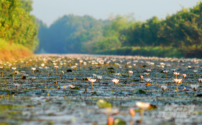 Tram Chim National Park was recognized as a Ramsar site in 2012, a wetland of international importance. Photo: Hoang Vu.
