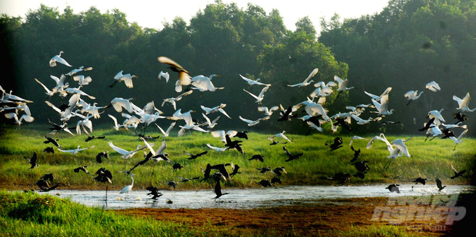 Tram Chim National Park has more than 230 species of water birds, including rare species such as: red-crowned crane, white-winged goose, great cormorant, greater adjutant, etc. Photo: Hoang Vu 