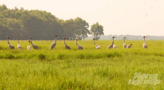 The Red-crowned Crane Conservation and Development Project is implemented by Dong Thap Province, with the hope of creating a large population of cranes as well as attracting wild cranes to Tram Chim National Park. Photo: Hoang Vu.