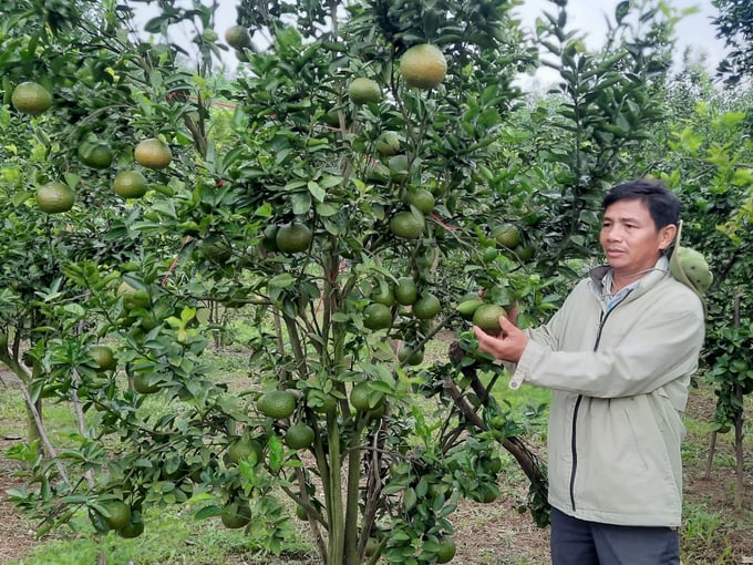 Cam là loại cây ăn quả anh Thuận chọn trồng ngay lúc đầu khởi nghiệp làm trang trại tổng hợp. Ảnh: V.Đ.T.