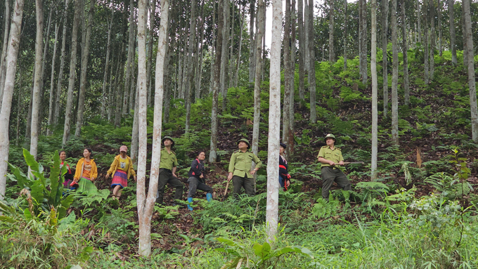 Cán bộ kiểm lâm cùng bà con kiểm tra đồi rừng sản xuất ở khu Nhồi, xã Trung Sơn (huyện Yên Lập, tỉnh Phú Thọ). Ảnh: Hải Đăng