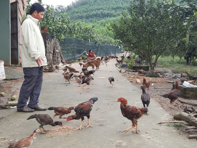 Vợ chồng anh Thuận chăm đàn gà thả đồi trong trang trại của mình. Ảnh: V.Đ.T.
