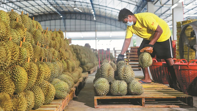 An employee of Chongqing Hongjiu Fruit Co Ltd arranges durians for export to China at the company's facility in Chanthaburi province, Thailand. Photo: Xinhua