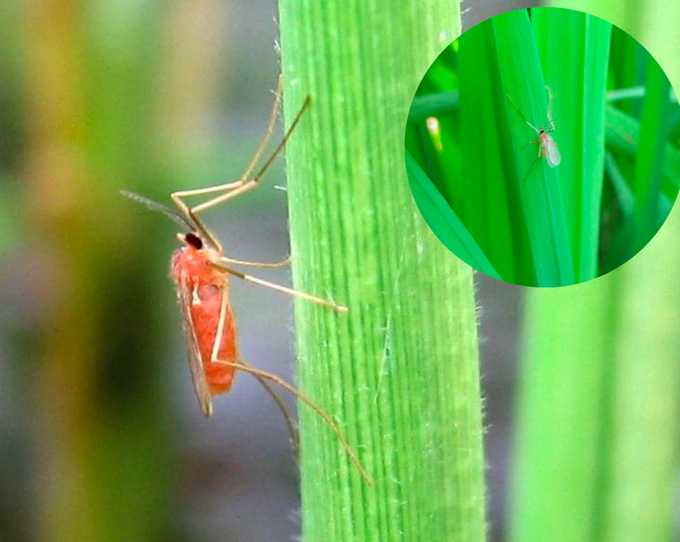 Muỗi hành (sâu năn) có tên khoa học là Orselia oryzae, bộ Diptera, họ Cecidomyiidae gây hại trên lúa.