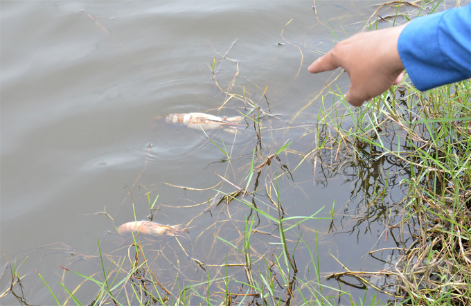 Many shrimp farming areas in Kien Giang province have suffered from increasingly severe damage due to intense heat from mid-April. Photo: Trung Chanh.